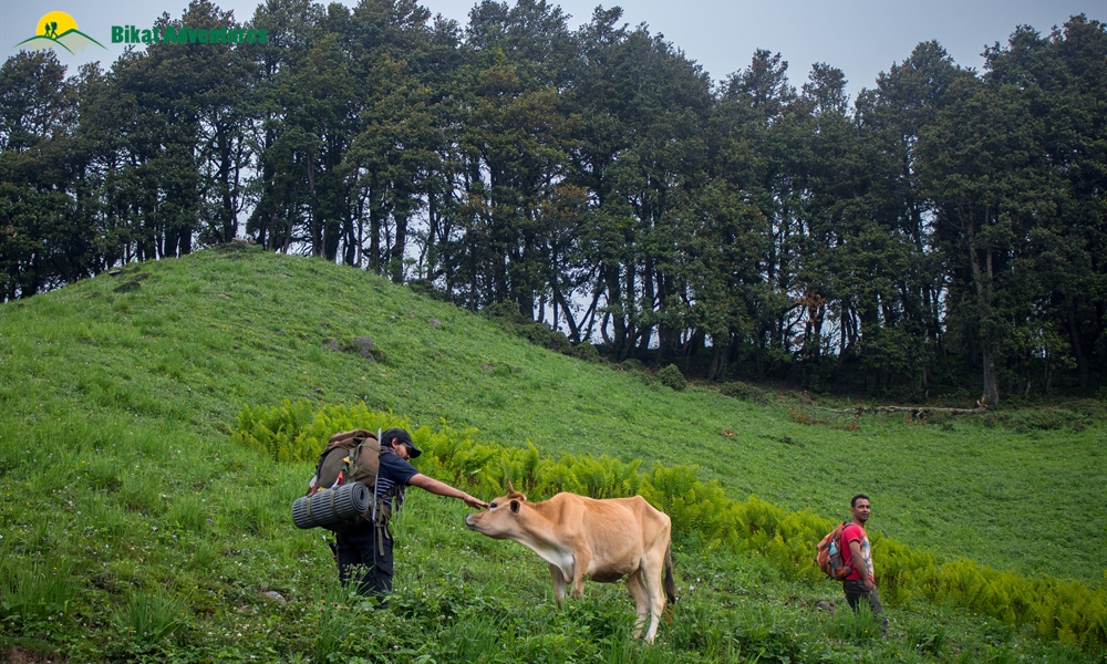 A Visual Narration of Kalihani Pass Trek