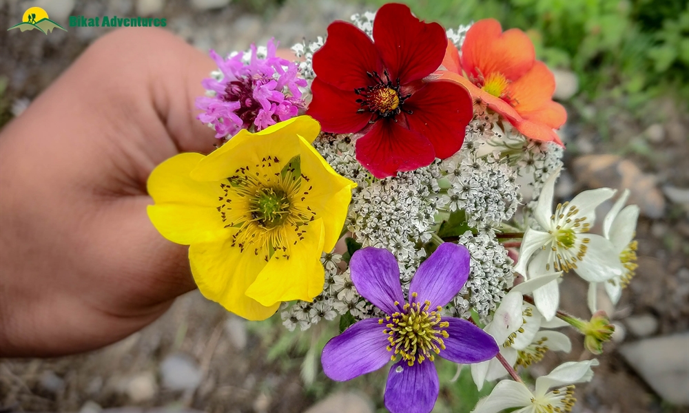 A Visual Narration of Kalihani Pass Trek