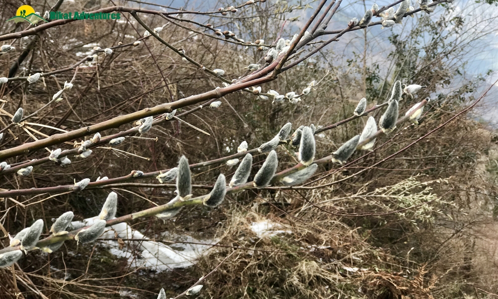 KEDARKANTHA TREK  IN MARCH A PHOTO STORY