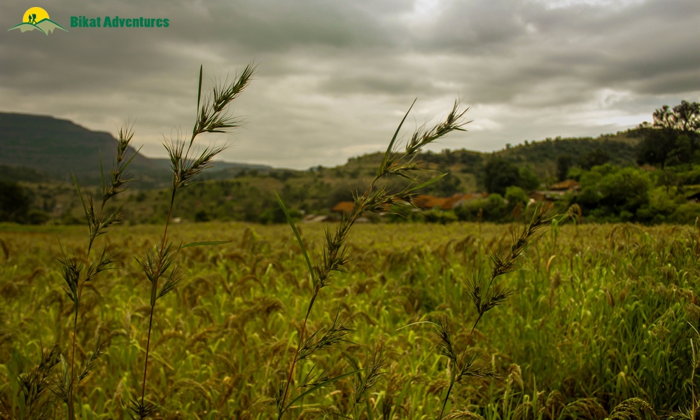 Maharashtra Memoirs: Hiking in the Sahyadris