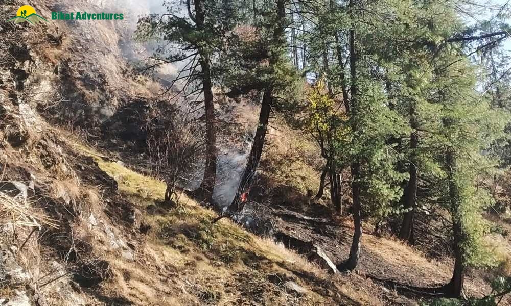 The Burning Tree of Har Ki Dun