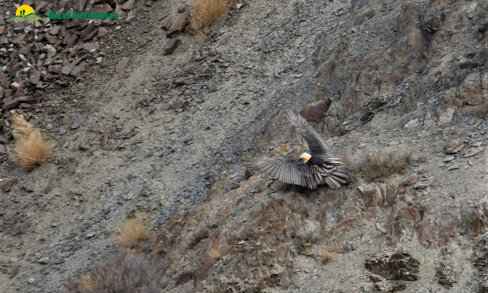 All You need to Know about the Snow Leopard Expedition