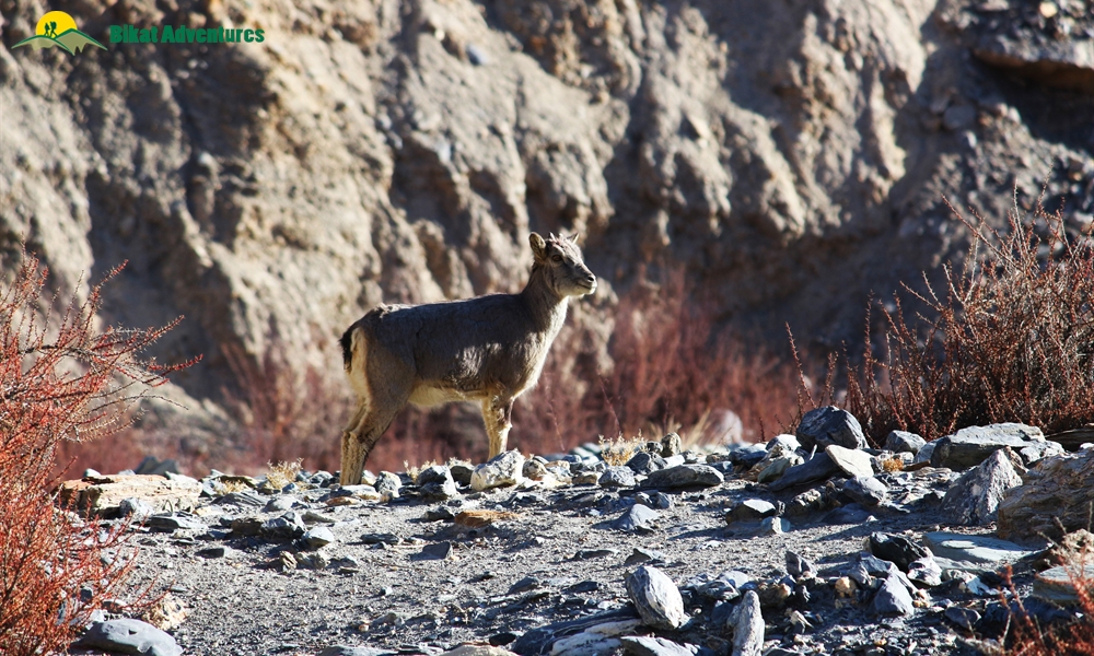 All You need to Know about the Snow Leopard Expedition