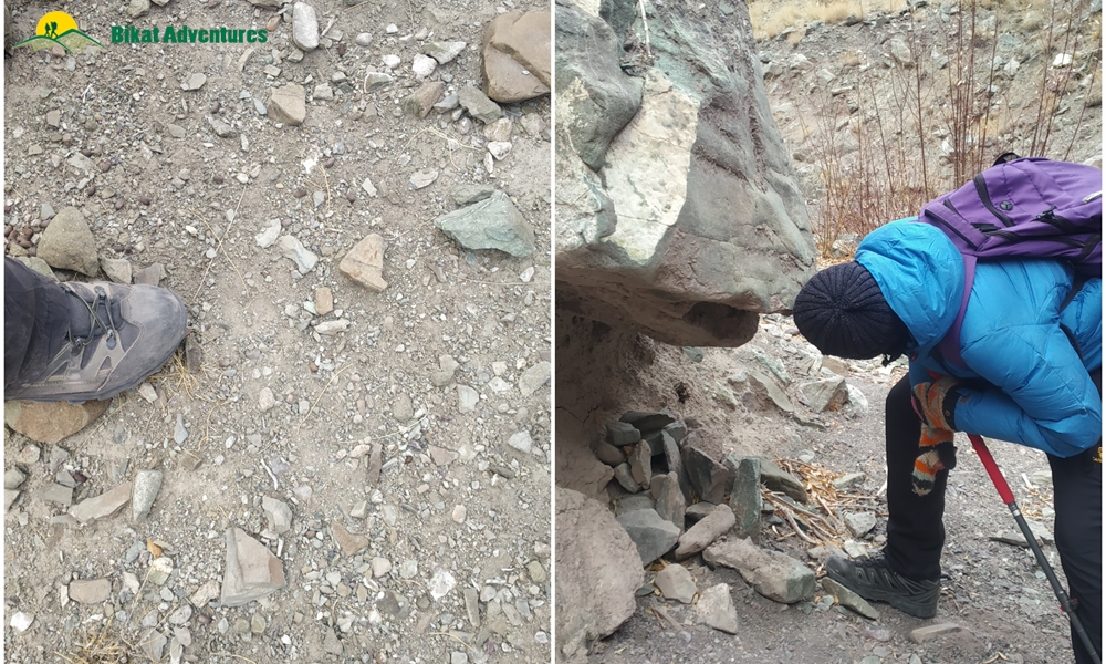 All You need to Know about the Snow Leopard Expedition