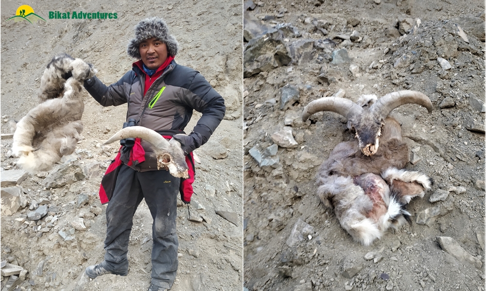 All You need to Know about the Snow Leopard Expedition