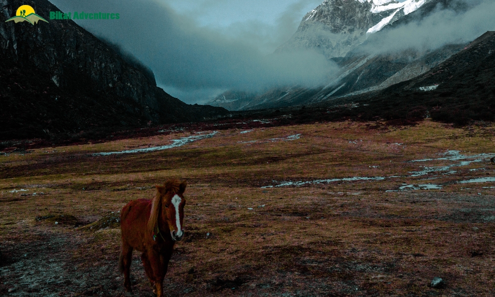 Highlights Of The Goechala Trek