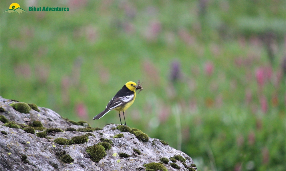 The Classic Assets of Hampta Pass – A Photo Story!