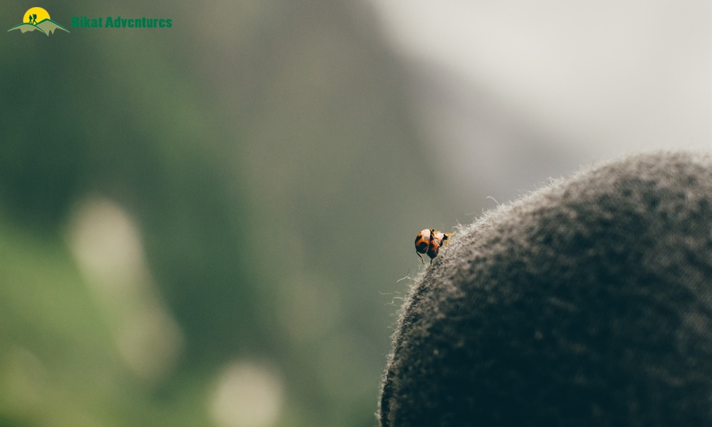 The Marvels Of Friendship Peak – A Photo Story