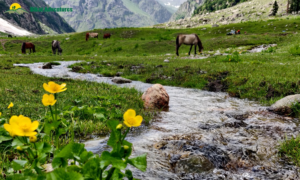  All Things Bright And Beautiful – A Photo Story Of Pin Bhaba Pass Trek