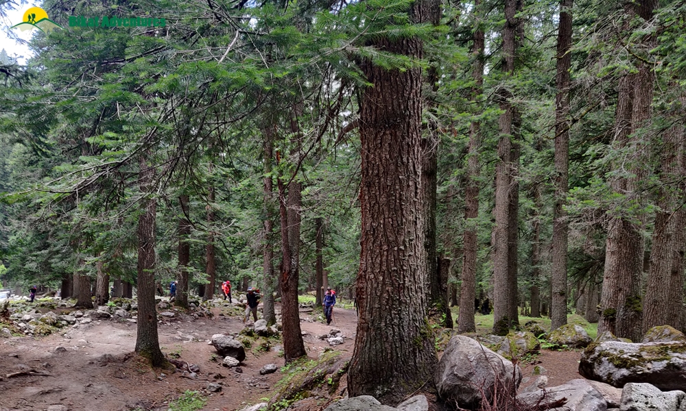  All Things Bright And Beautiful – A Photo Story Of Pin Bhaba Pass Trek