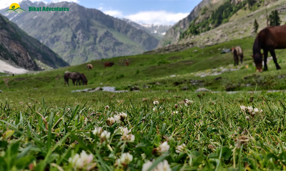  All Things Bright And Beautiful – A Photo Story Of Pin Bhaba Pass Trek