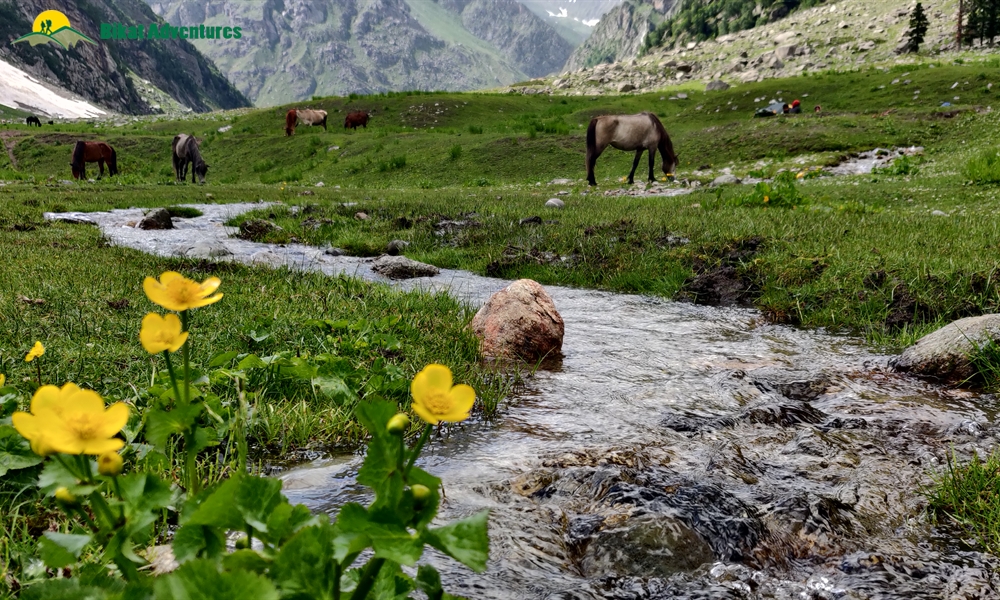  All Things Bright And Beautiful – A Photo Story Of Pin Bhaba Pass Trek