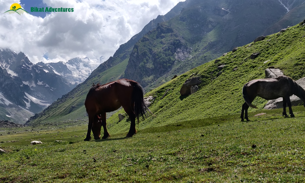  All Things Bright And Beautiful – A Photo Story Of Pin Bhaba Pass Trek