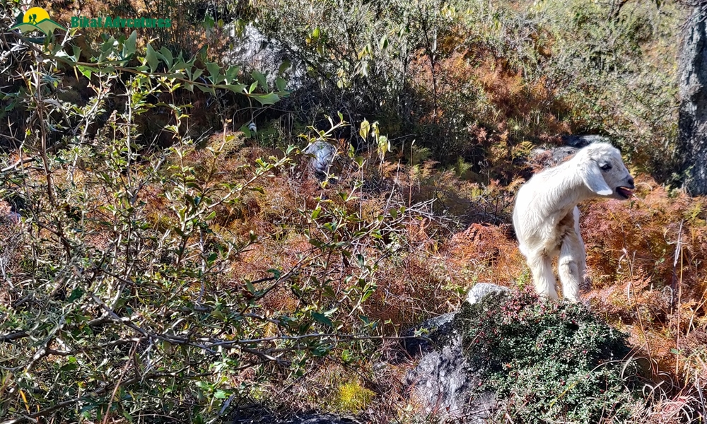 Pangarchulla Peak Trek: Who Is This Trek Meant For?
