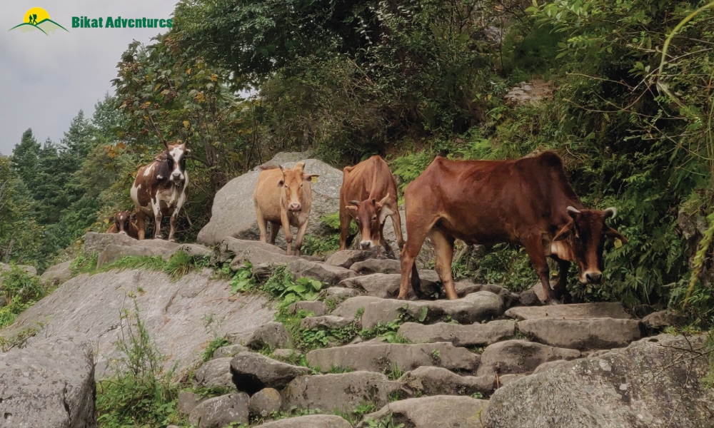 A Trek ‘on The Rocks’ – Photo Story Of Borasu Pass