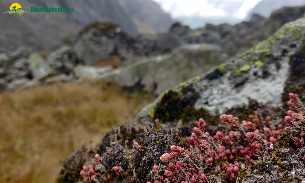 A Trek ‘on The Rocks’ – Photo Story Of Borasu Pass