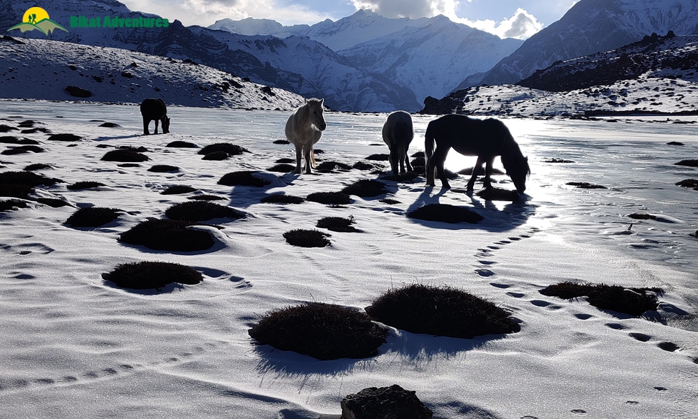 HIGHLIGHTS OF SPITI WINTER HOMESTAY TRAIL