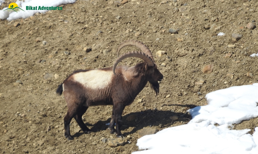HIGHLIGHTS OF SPITI WINTER HOMESTAY TRAIL