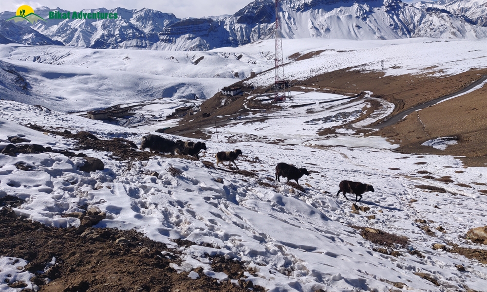 A Mesh of Culture and Beauty: Photo Story of Spiti Winter Homestay Trail 