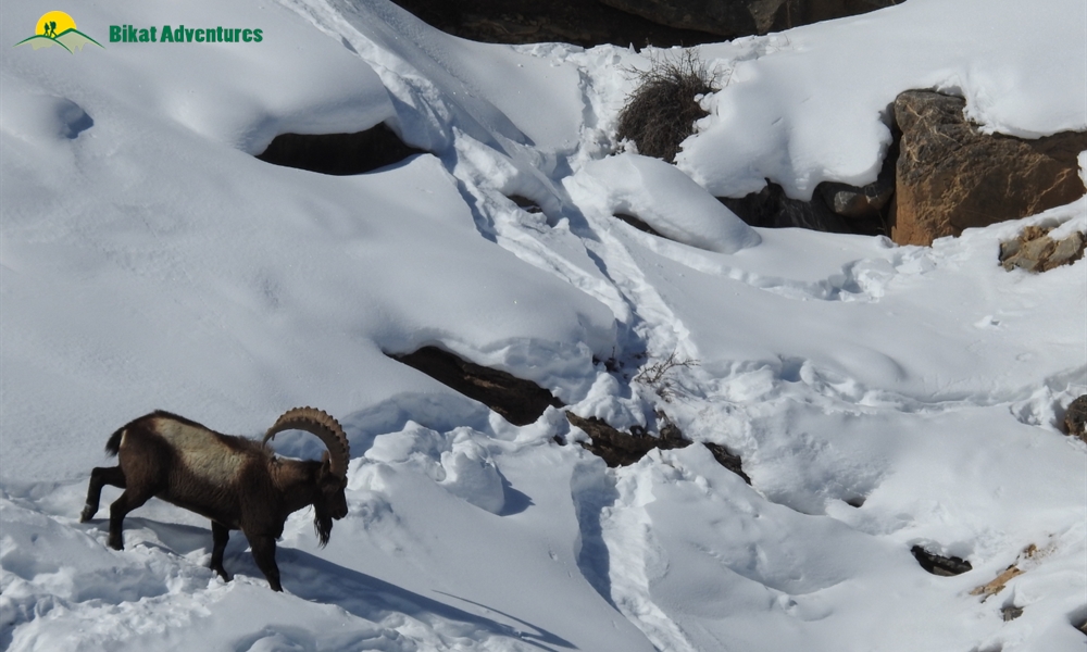 A Mesh of Culture and Beauty: Photo Story of Spiti Winter Homestay Trail 