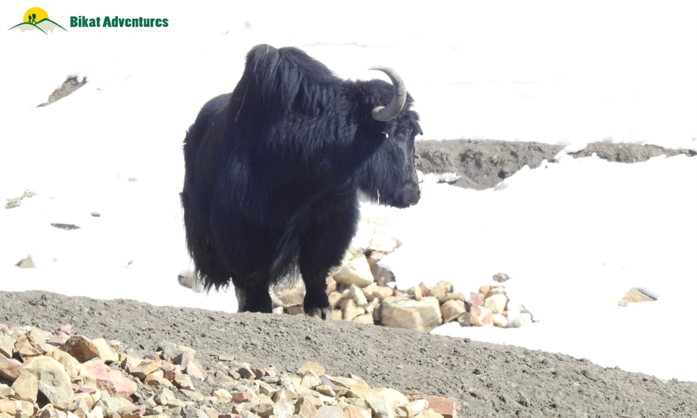 A Mesh of Culture and Beauty: Photo Story of Spiti Winter Homestay Trail 