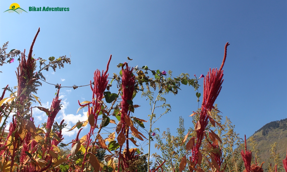 Phulara Ridge Trek – A Photo Story