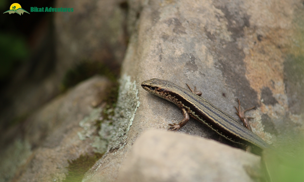 The Spectacles of Bhrigu Lake Trek: A Photo Story