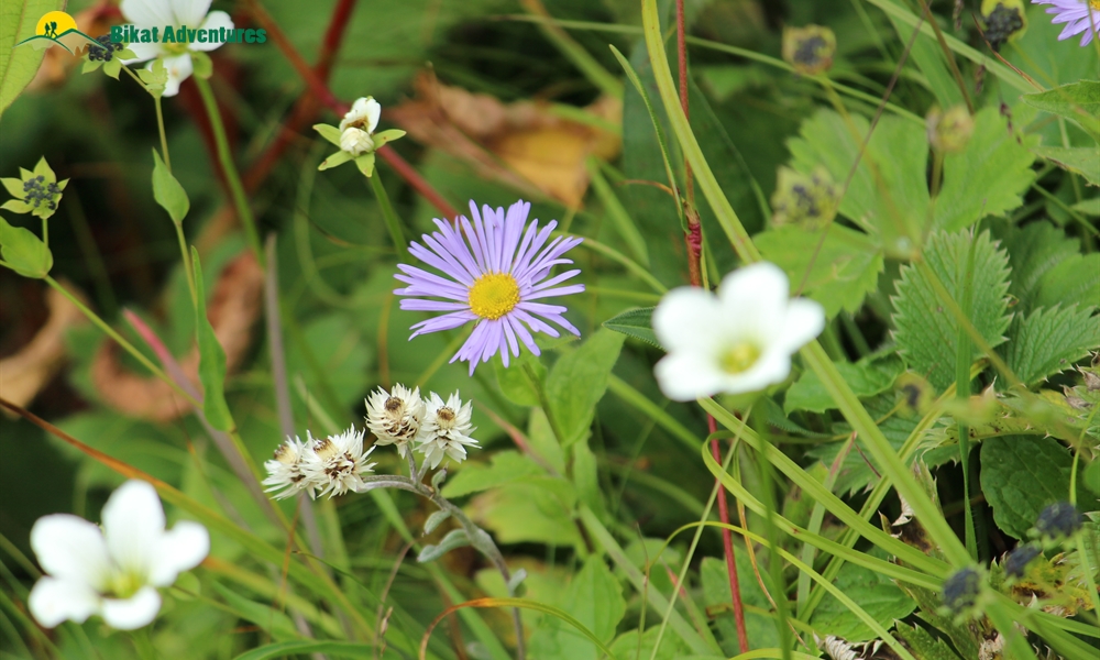 The Spectacles of Bhrigu Lake Trek: A Photo Story