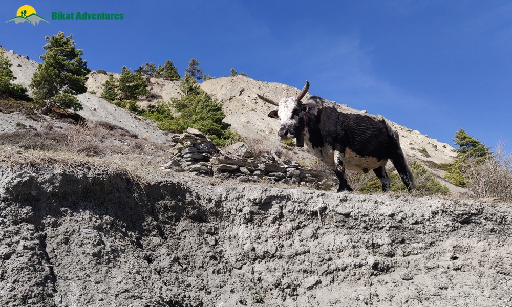 OUT, ABOUT and AROUND the ANNAPURNA MASSIF: A PHOTO STORY
