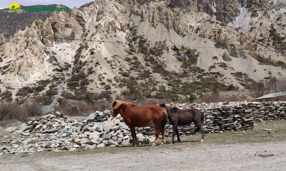 OUT, ABOUT and AROUND the ANNAPURNA MASSIF: A PHOTO STORY