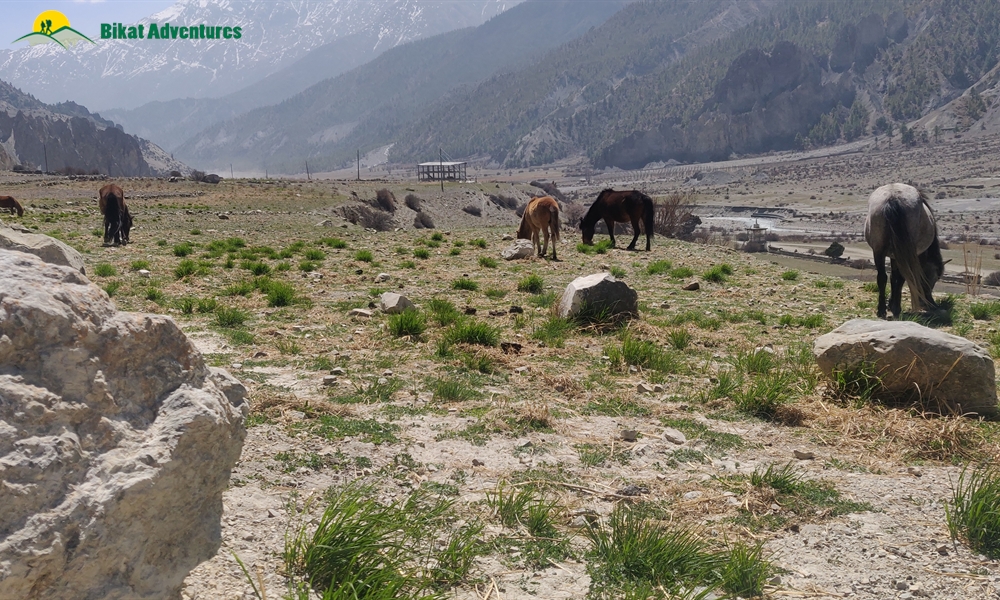 OUT, ABOUT and AROUND the ANNAPURNA MASSIF: A PHOTO STORY