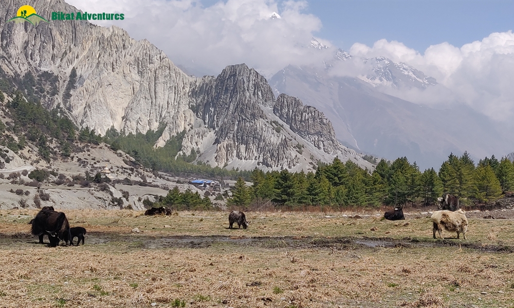OUT, ABOUT and AROUND the ANNAPURNA MASSIF: A PHOTO STORY