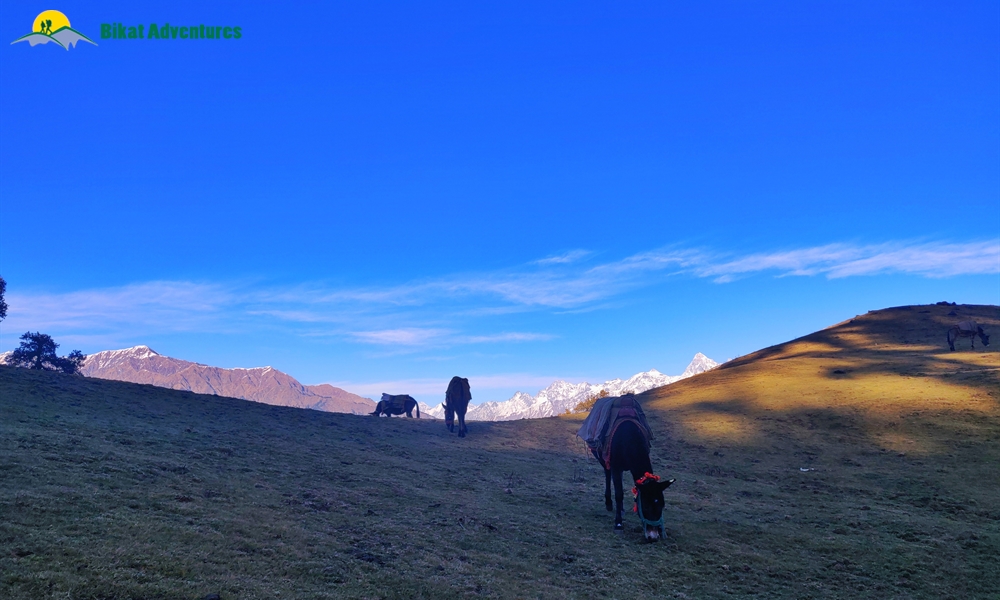 Dayara Bugyal Trek: Who is this trek meant for? 