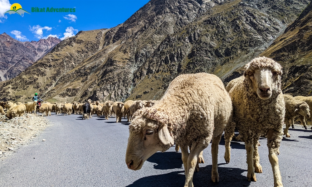 Highlights of the Manali-Leh-Khardung La Cycling Expedition