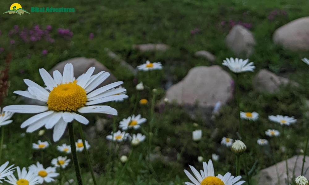 Highlights of Tosa Maidan and Greater Lakes Trek