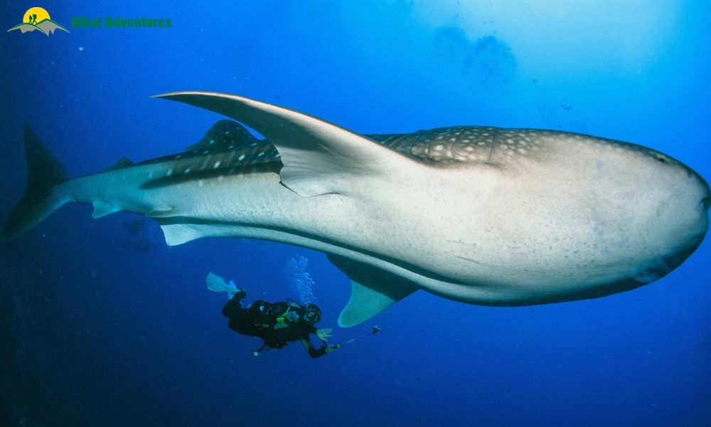 10 Myths About Scuba Diving: Busted!