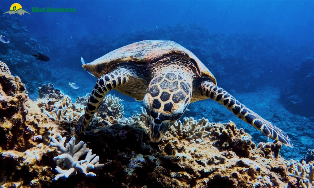 10 Myths About Scuba Diving: Busted!