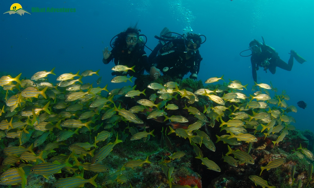 Going Deep at Johnny's and Drifting at Minerva's: Diving at Havelock's World Famous Sites