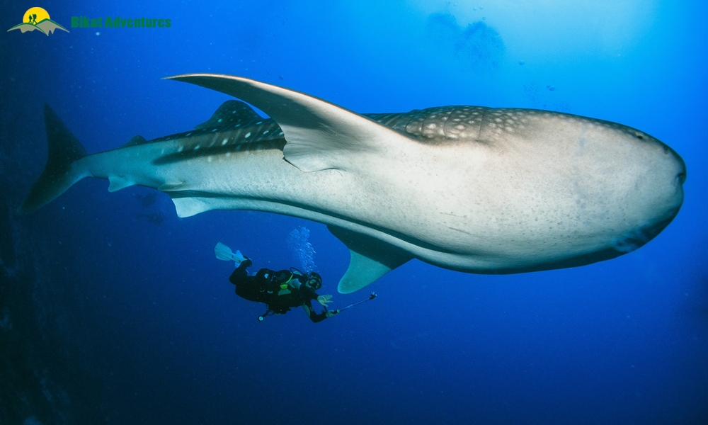 Scuba Diving in Pondicherry: Challenging but Rewarding