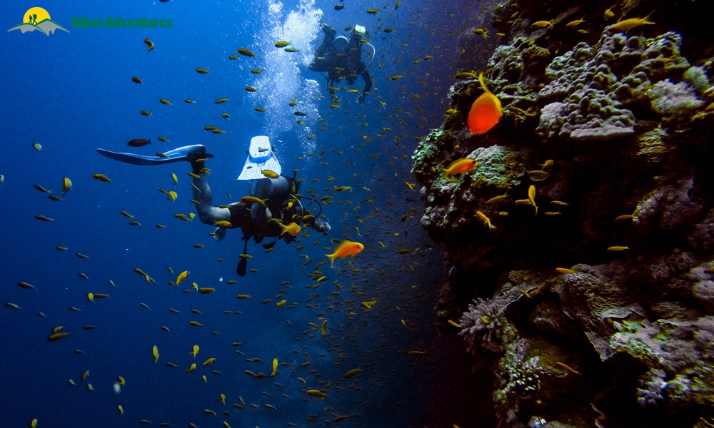 Scuba Diving in India: 10 Dive Spots to Add to Your Bucket List Right Away!