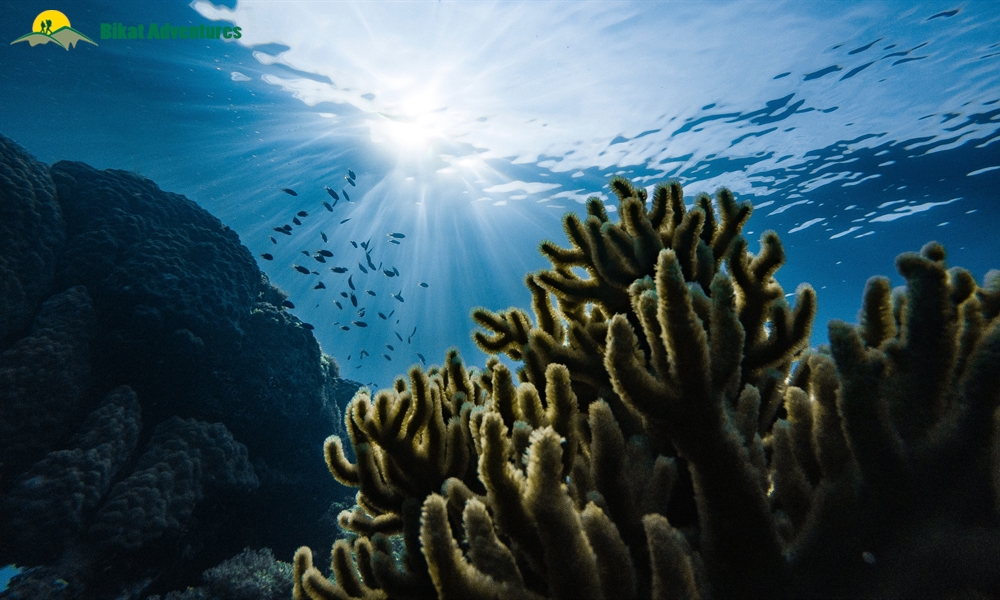 Scuba Diving in India: 10 Dive Spots to Add to Your Bucket List Right Away!