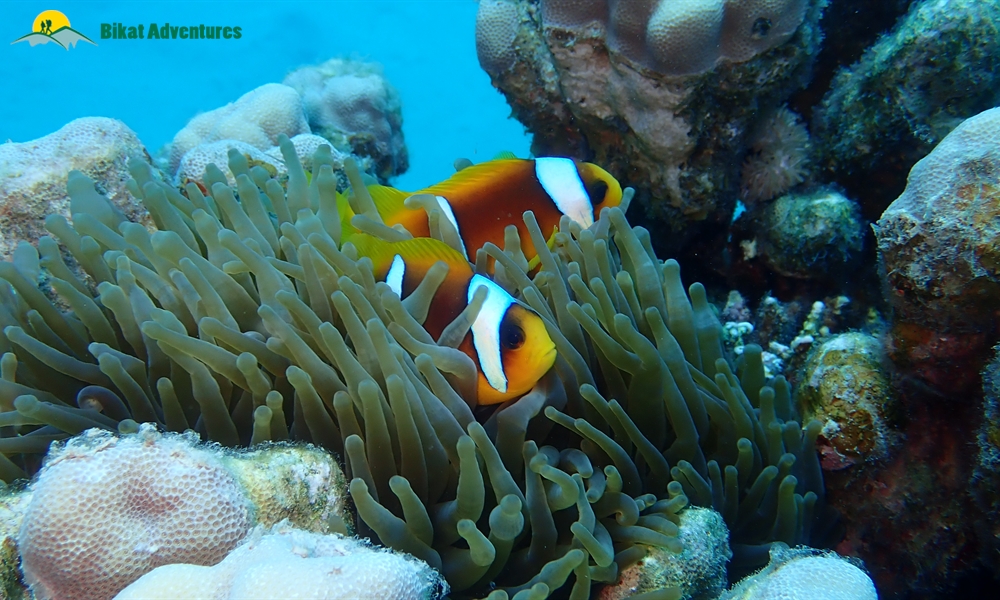 Scuba Diving in India: 10 Dive Spots to Add to Your Bucket List Right Away!