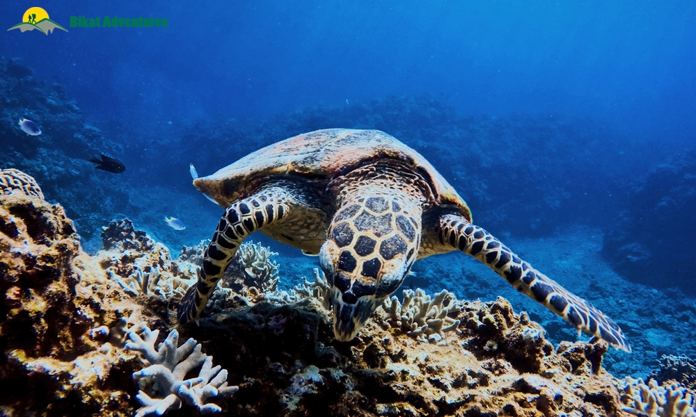 Scuba Diving in India: 10 Dive Spots to Add to Your Bucket List Right Away!