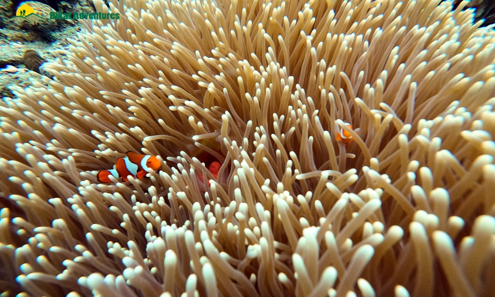 Scuba Diving Q&A: Answering Common Questions asked by Non-Divers