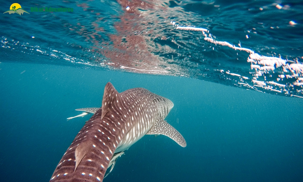 5 Reasons To Go Scuba Diving In India At Least Once In Your Lifetime