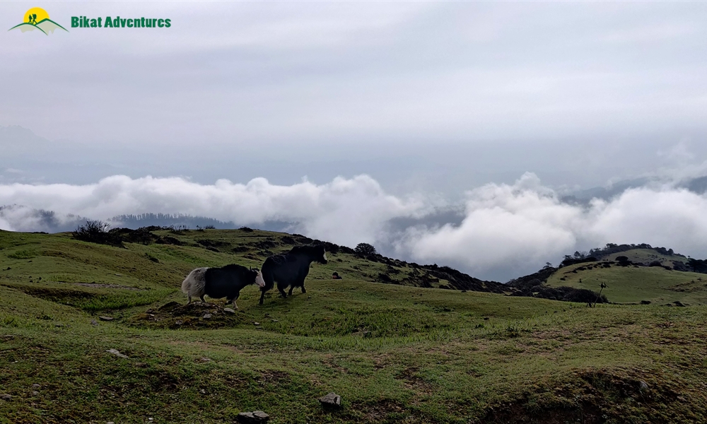 Highlights of Sandakphu Trek