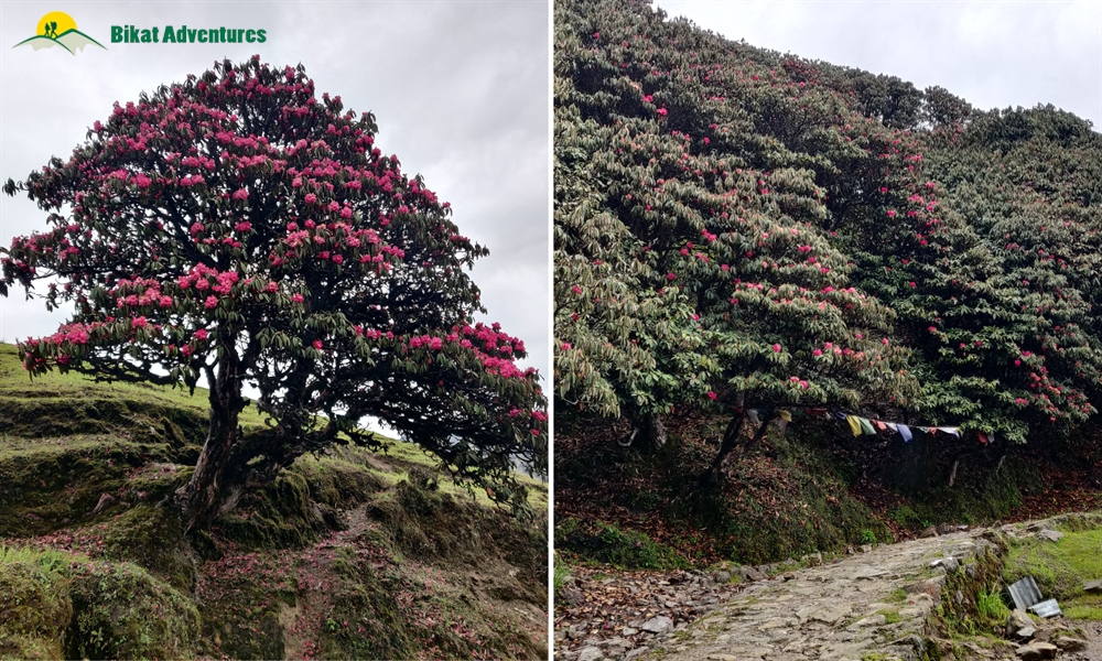 Highlights of Sandakphu Trek