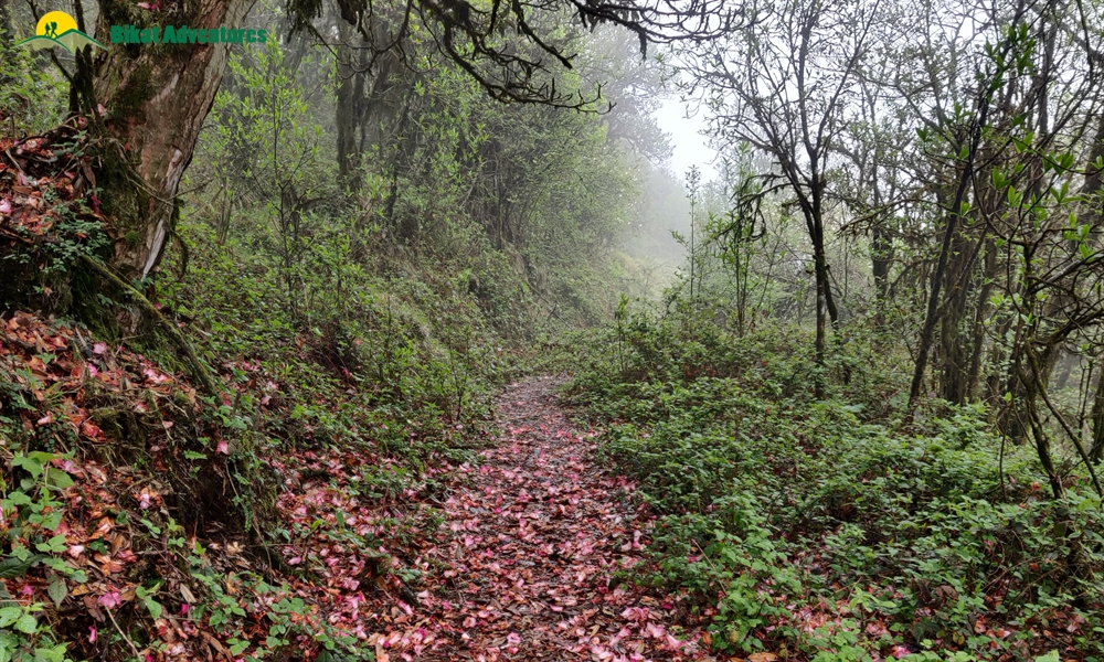 The Visual Wonders of Sandakphu Trek: A Photo Story