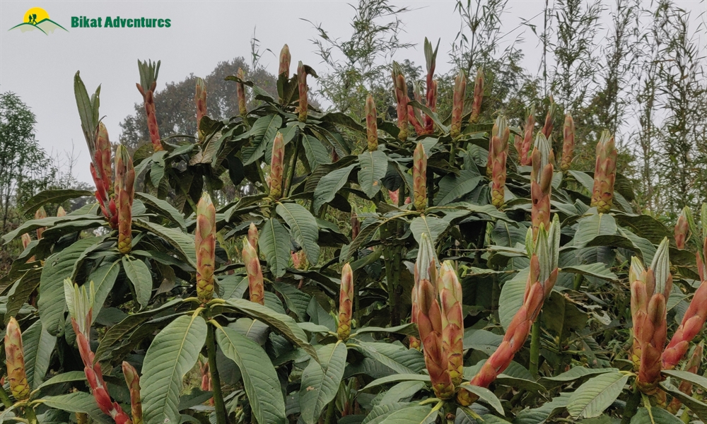 The Visual Wonders of Sandakphu Trek: A Photo Story