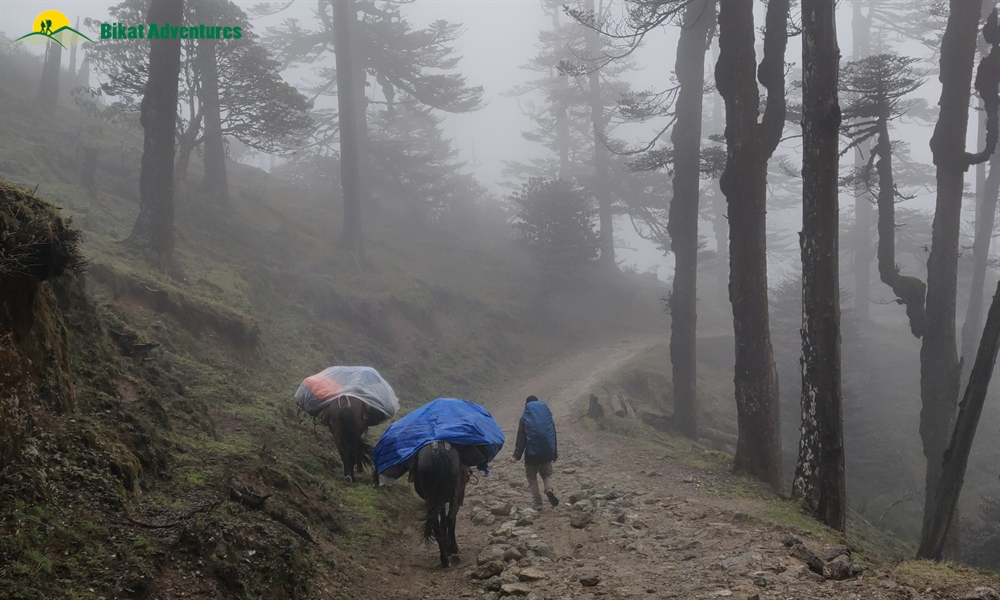 The Visual Wonders of Sandakphu Trek: A Photo Story